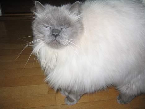 Blanding af racer Gismo - Blandt venner er navnet:Gangster billede 3