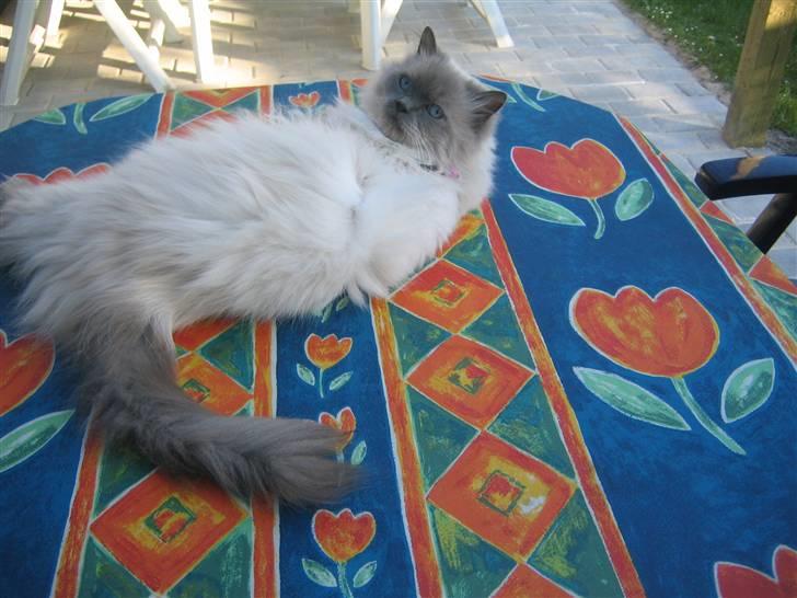 Blanding af racer Gismo - ??? billede 4