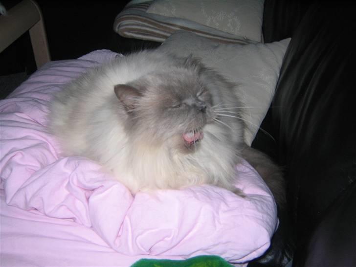 Blanding af racer Gismo - GAAAAB billede 5