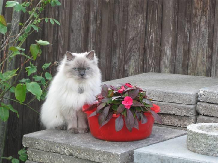 Blanding af racer Gismo - Køb blomster,køb blomster trallaaa billede 6