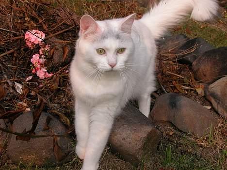 Maine Coon Al billede 5