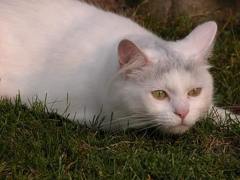 Maine Coon Al billede 6