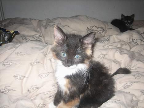 Norsk Skovkat Gucci - er jeg ikke bare SÅ vidunderlig?? her er jeg næsten 10 uger billede 7