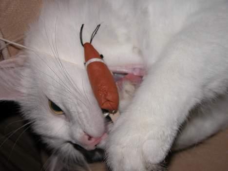 Maine Coon Al billede 7