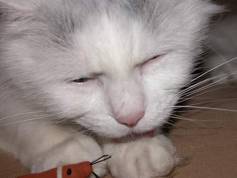 Maine Coon Al billede 8