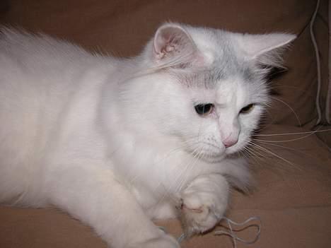 Maine Coon Al billede 10