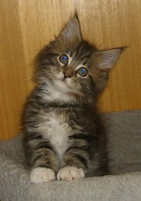 Maine Coon 'James Dean' aka Gangster - Det var det her syn der mødte mig, da jeg så ham for første gang på nettet. Ganske enkelt ikke til at stå for.. billede 1