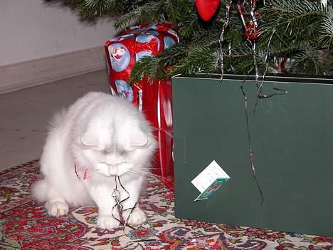 Maine Coon Al billede 11