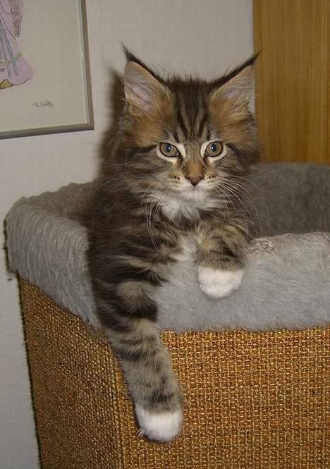 Maine Coon 'James Dean' aka Gangster billede 3