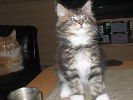 Maine Coon 'James Dean' aka Gangster billede 4