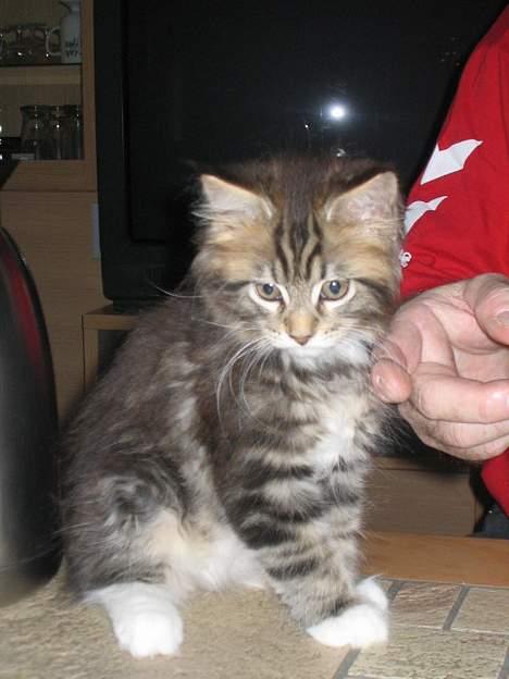 Maine Coon 'James Dean' aka Gangster billede 5