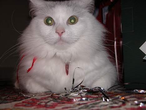 Maine Coon Al billede 12