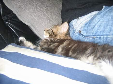 Maine Coon 'James Dean' aka Gangster - Iløbet af besøget, valgte han at ligge sig ind til mit lår, for at snuppe sig en lille lur =o) billede 6