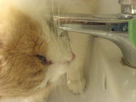 Blanding af racer <'3 kisser <'3 billede 16