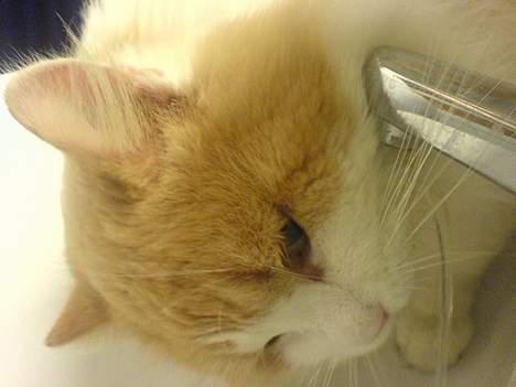 Blanding af racer <'3 kisser <'3 billede 17