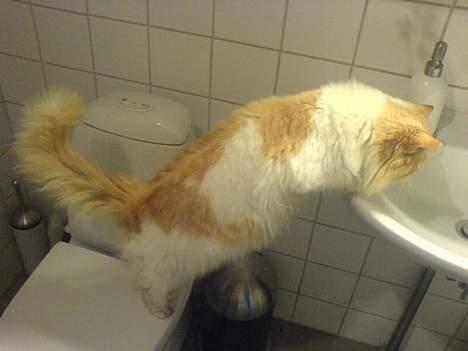 Blanding af racer <'3 kisser <'3 billede 18