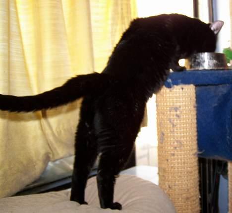 Huskat Bølle - Alternativ måde at spise på billede 16