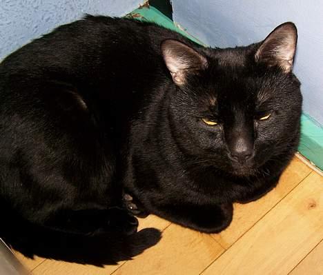 Huskat Bølle - Putte mis billede 17