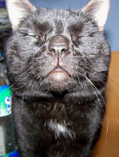 Huskat Bølle - Blitz i øjnene billede 18