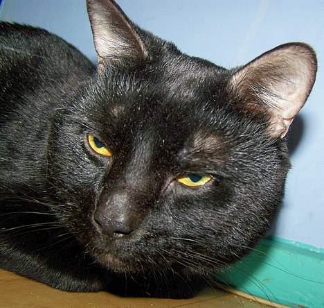 Huskat Bølle - "Lad mig være" billede 19