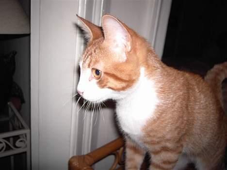 Huskat basse - Skal holde øje med det hele... billede 13