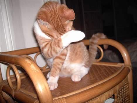 Huskat basse - Øv Bøv... nu kan I ikke se mig, ha ha billede 14