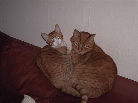 Huskat basse - Ligger altså bedst hos Buller og slapper af. billede 15