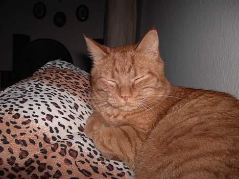 Huskat Buller R.I.P. 10.04.08 - Er du færdig nu... jeg vil altså sove billede 18