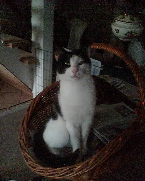 Huskat Basse RIP 2014 - Basse i en kurv.. så fin han er :D billede 1