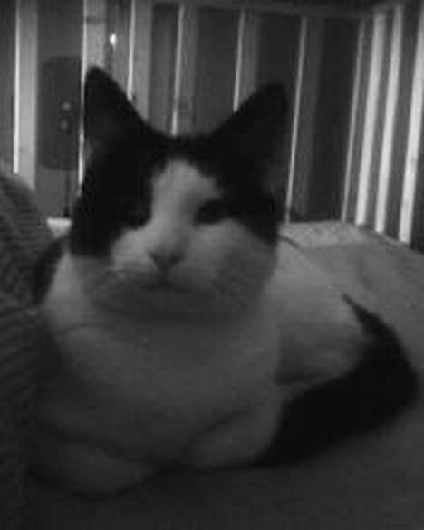 Huskat Basse RIP 2014 - sku lige prøve i sort/hvid ;) billede 3