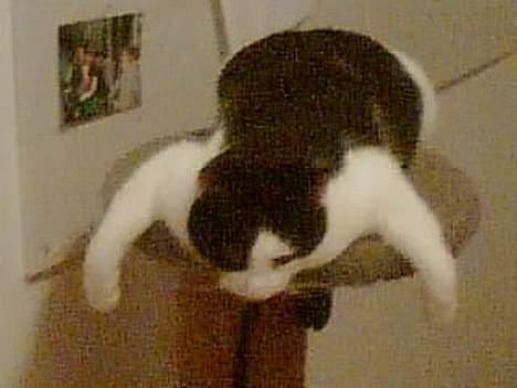 Huskat Basse RIP 2014 - dovne kat.. :) sådan lå han en morgen.. ku kun grine:D billede 4