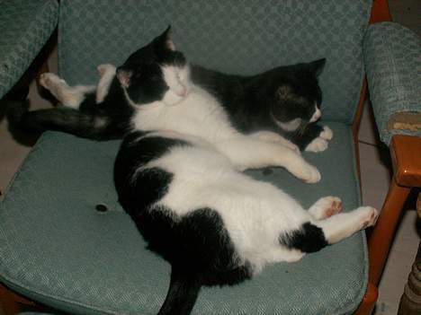 Huskat Basse RIP 2014 - Basse og Fine.. slapper på stolen.. :) billede 5