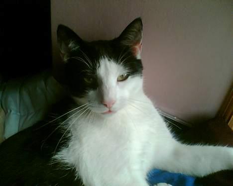 Huskat Basse RIP 2014 - sad i vindueskarmen og hyggede :) billede 6