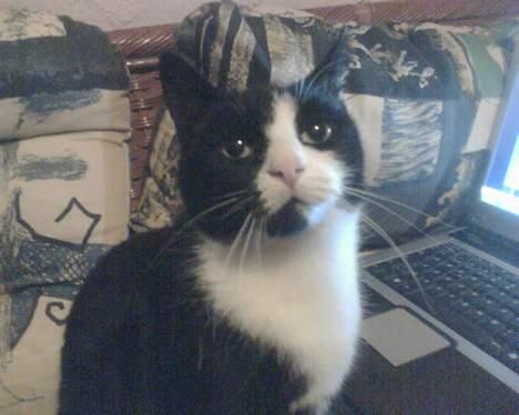 Huskat Bitte - kigger da når mor beder mig om det :) billede 1