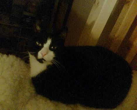 Huskat Bitte - nussepigen:) billede 2