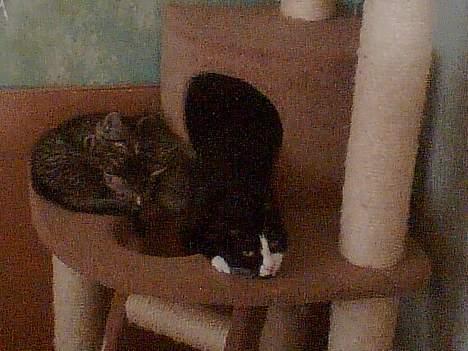 Huskat Bitte - sammen med killingerne (ikke kun hendes egne) billede 3