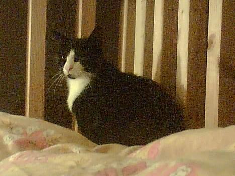 Huskat Bitte billede 4