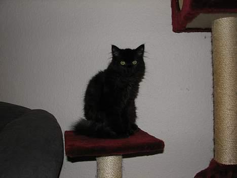 Blanding af racer Emil billede 6