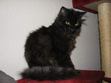 Blanding af racer Emil billede 7