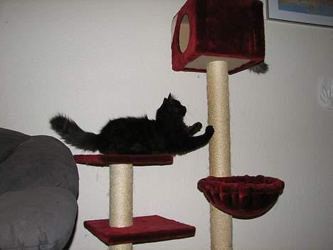 Blanding af racer Emil billede 8