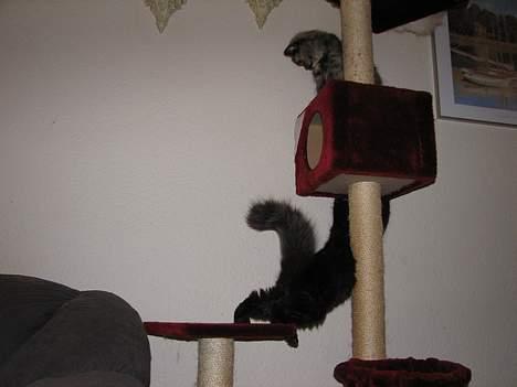 Blanding af racer Emil billede 9