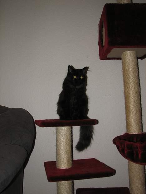 Blanding af racer Emil billede 10