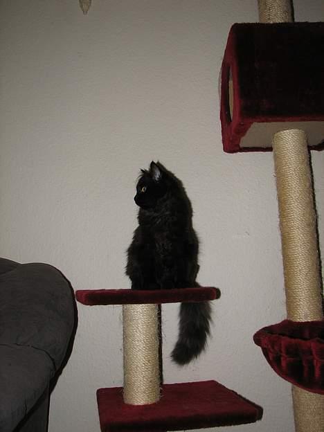 Blanding af racer Emil billede 11