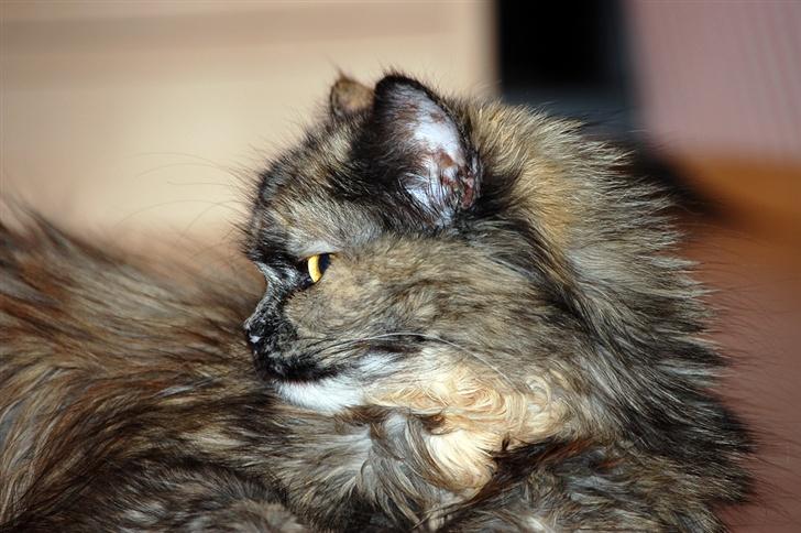 Blanding af racer Amanda - DØD :-( billede 3