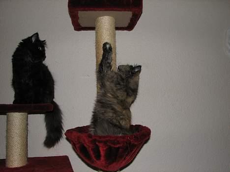 Blanding af racer Amanda - DØD :-( billede 4