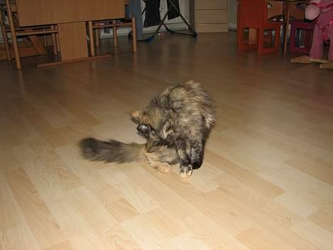 Blanding af racer Amanda - DØD :-( billede 5