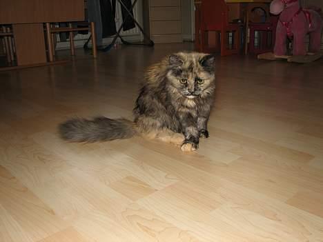 Blanding af racer Amanda - DØD :-( billede 6