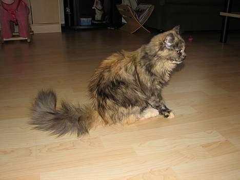 Blanding af racer Amanda - DØD :-( billede 7