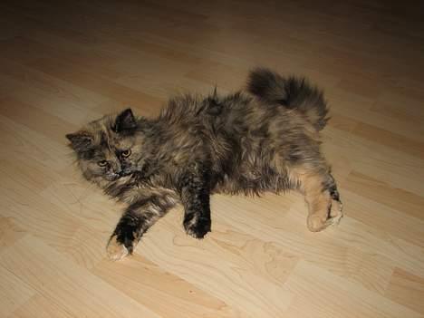 Blanding af racer Amanda - DØD :-( billede 8