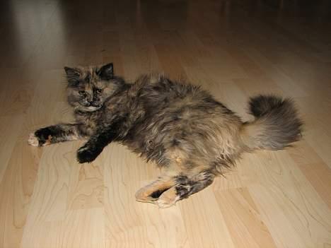 Blanding af racer Amanda - DØD :-( billede 9